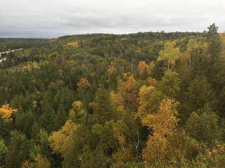 trees_Changing_Color
