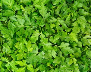 FRESH FLAT LEAF PARSLEY