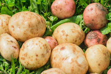 close up of new crop of potatoes on the ground, Farming and agriculture concept