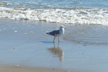 The Seagull