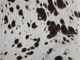 Cowhide in close up