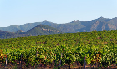 Fototapeta na wymiar Corsica vineyards in Linguizzetta plain
