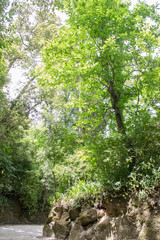 Fototapeta premium Garden in Quinta da Regaleira, Sintra, Portugal