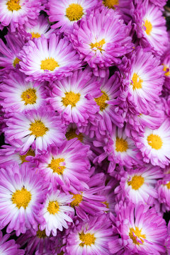 Stacy Pinkk Garden Mum Chrysanthemum in bloom with yellow centers and white with pink petals