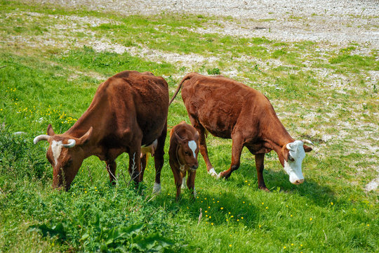 Lifestyle concept beautiful green valley landscape on background  Panoramic photo of flock of cows with calf.on the pasture in the sunny day.