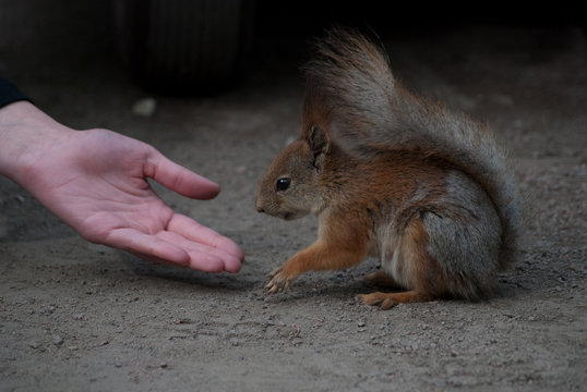 squirrel eats from hand