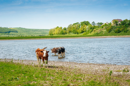 Lifestyle concept beautiful river valley landscape on background  Panoramic photo of flock of cows on the river in the sunny day.