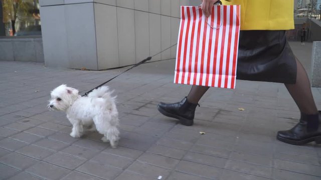 A woman walks down the street with a small dog.