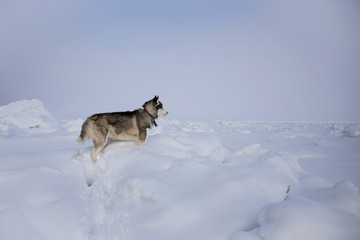 Naklejka premium Attentive husky dog is observing the endless frozen sea. Profile Portrait of Standing Siberian husky on ice floe.