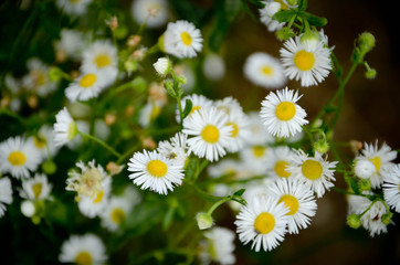 daisies in the garden