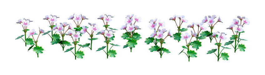3D Rendering Viola Flowers on White
