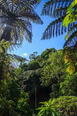 Fototapeta na wymiar New Zealand rain forest