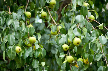 pears on tree