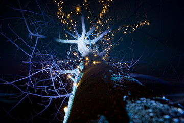 beleuchteter Baum, Froschperspektive, blaues Licht und Lichterketten