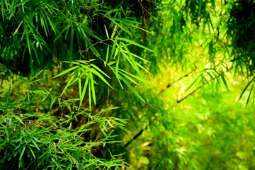 bamboo leaf in the morning - closeup
