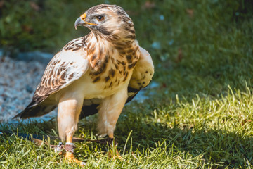 Bird of prey standing