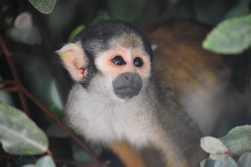 MN_Totenkopfäffchen nah