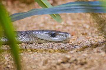 snake ready to attack