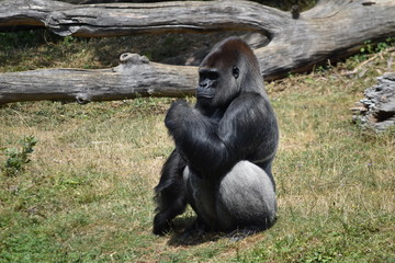 Gorilla