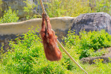 a baby orangutan playing by itself. © marls