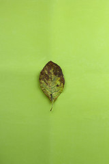 top view autumn dry leaf on a green background
