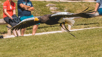 Big eagle in flight