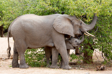 African Elephant