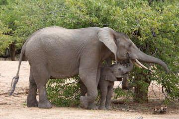 African Elephant