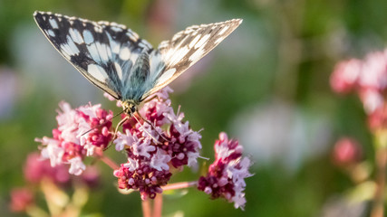 Butterfly of the marbled white macro on flower
