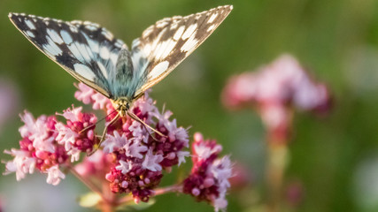 Obraz premium Butterfly of the marbled white macro on flower
