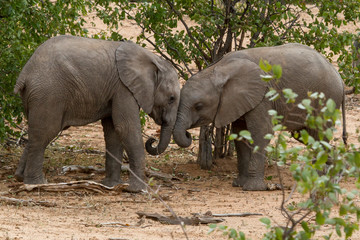 African Elephant youngsters
