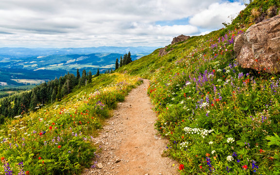 Beautiful wildflowers blooming along the hillside in Washington state, USA