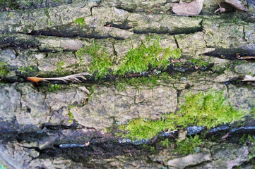  Tree bark with green moss