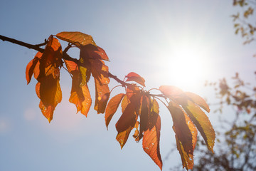 Herbst, Autumn, Jahreszeiten, bunt, laub, Obst, Sonne, Farbe
