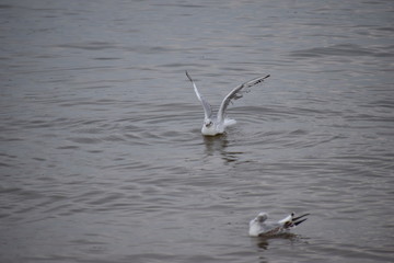 Bird, gull
