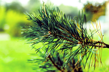 evergreen pine branch