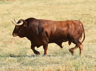 toro español en el campo