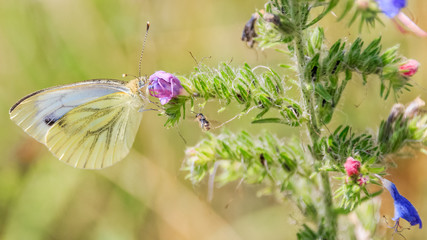 Cabbage white butterfly on flower macro