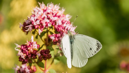 Cabbage white butterfly macro on flower