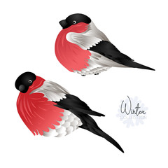 Bullfinch. Vector illustration.
