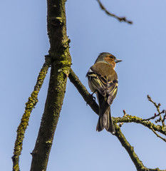 Chaffinch on a branch