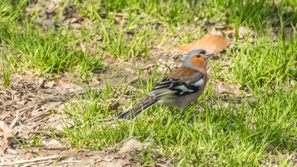 Chaffinch in the grass