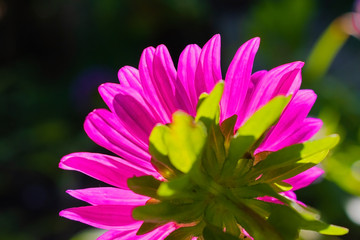 low angle close up macro photography of beautiful pink aster flower over sunrise