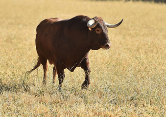 toro en el campo