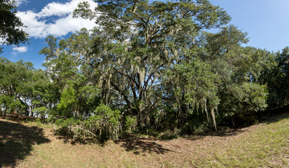Wadmalaw Island, South Carolina, USA