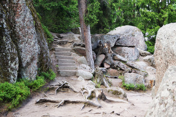 Obraz premium Tree roots and stairs in the forest 