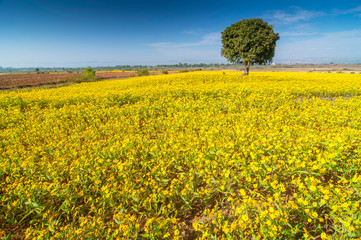 Yellow sesame flower fields and tree near Inle Lake in Myanmar.