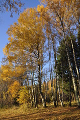 Obraz premium осень