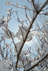 Snow on tree with buds