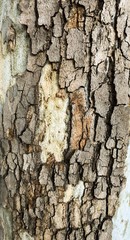 Pure and abstract textures with the character of the Mediterranean groves.